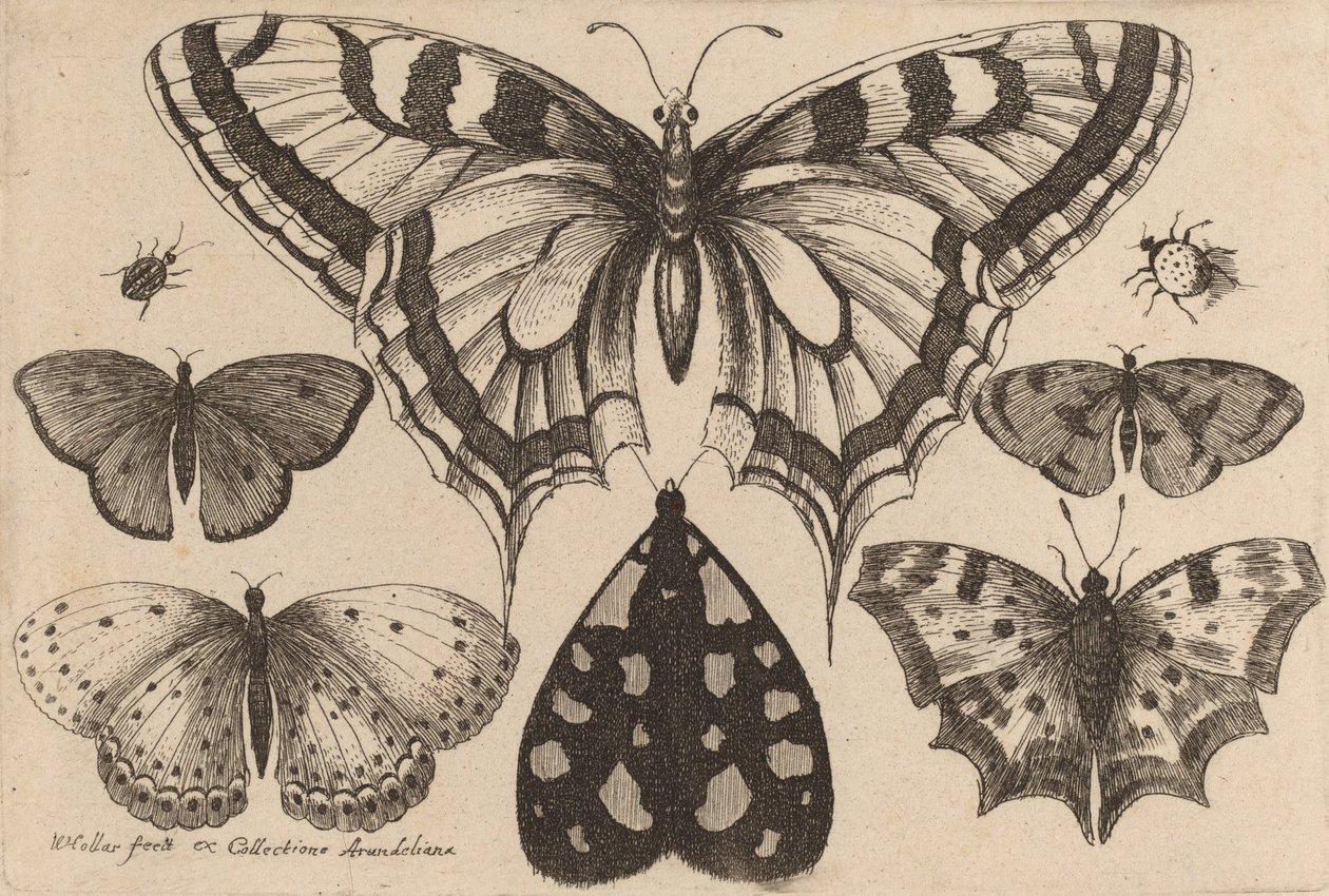 Vijf vlinders, een mot en twee kevers, 1646 door Wenceslaus Hollar