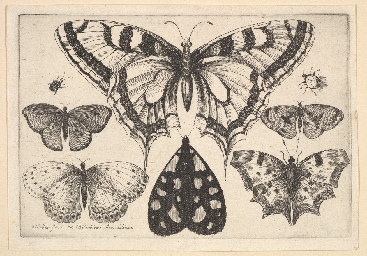 Vijf vlinders, een mot en twee kevers, 1646 door Wenceslaus Hollar