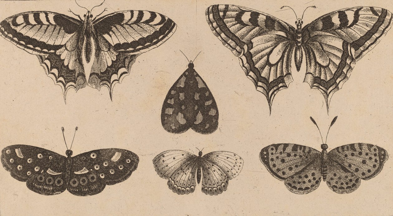 Vijf Vlinders en een Mot door Wenceslaus Hollar