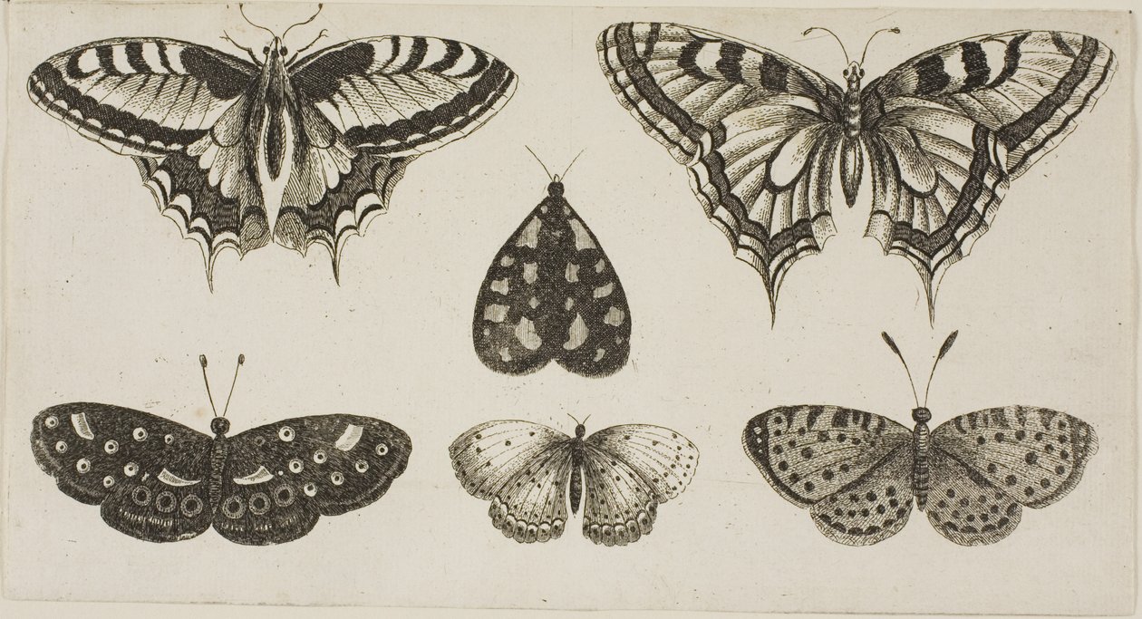 Vijf Vlinders en een Mot door Wenceslaus Hollar
