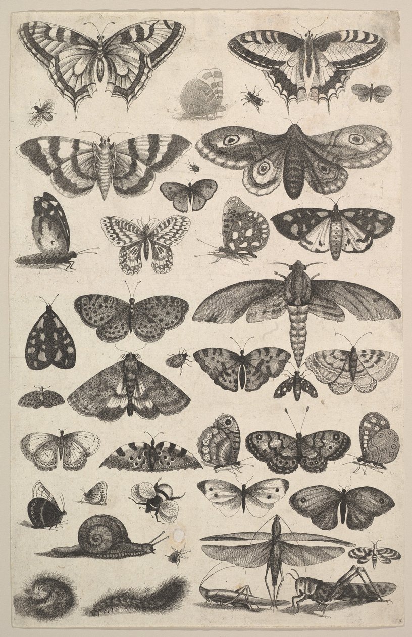 Eenenveertig Insecten, waaronder motten en vlinders door Wenceslaus Hollar