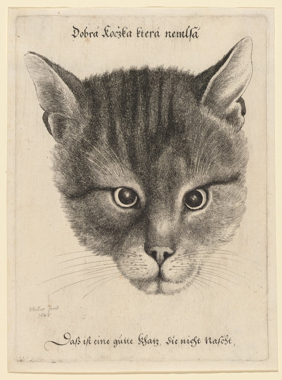 Kop van een kat, middelgroot door Wenceslaus Hollar