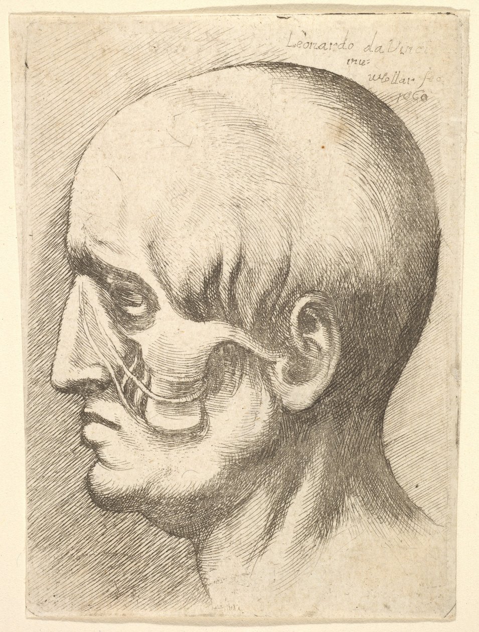 Mannelijk hoofd in profiel naar links met blootliggende spieren door Wenceslaus Hollar