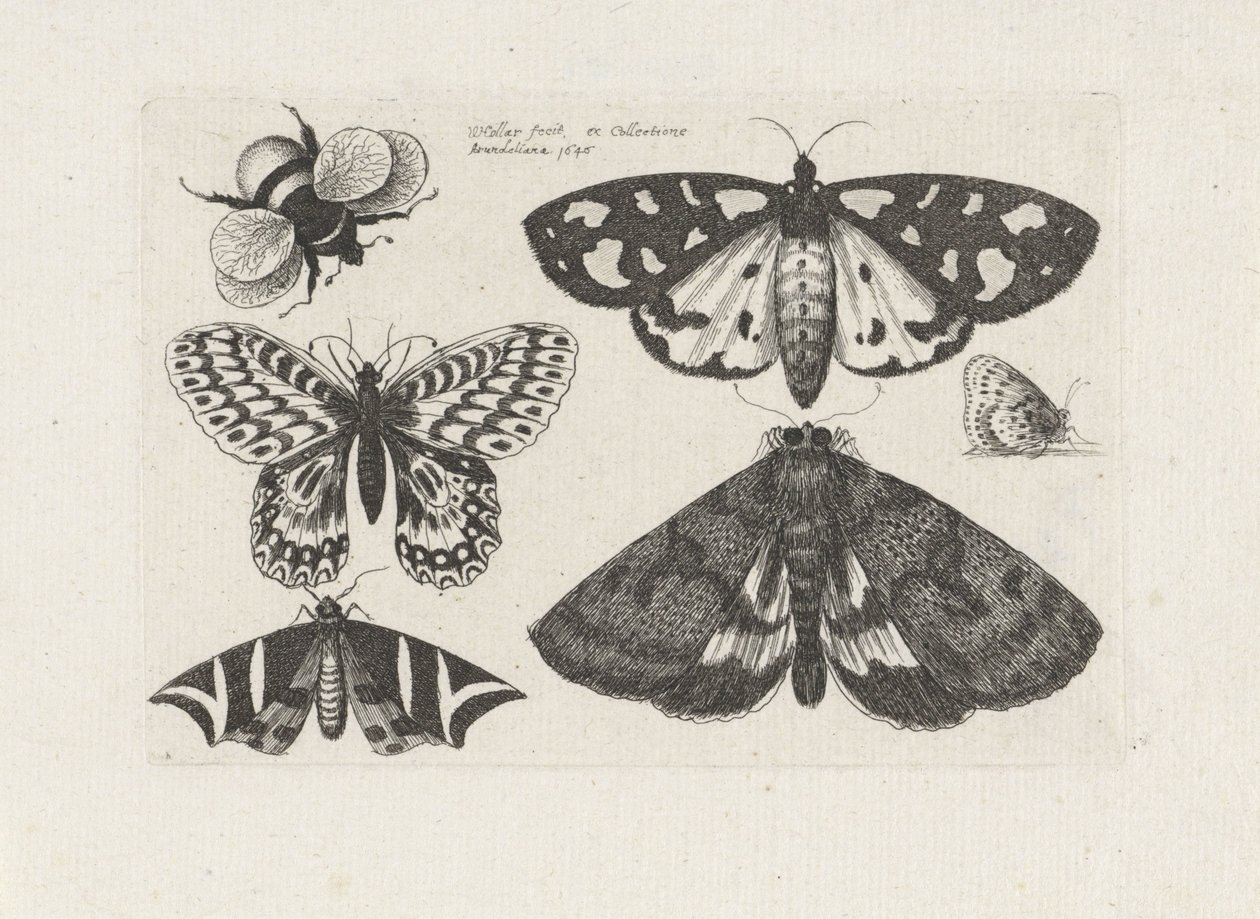 Motten, vlinders en een hommel door Wenceslaus Hollar