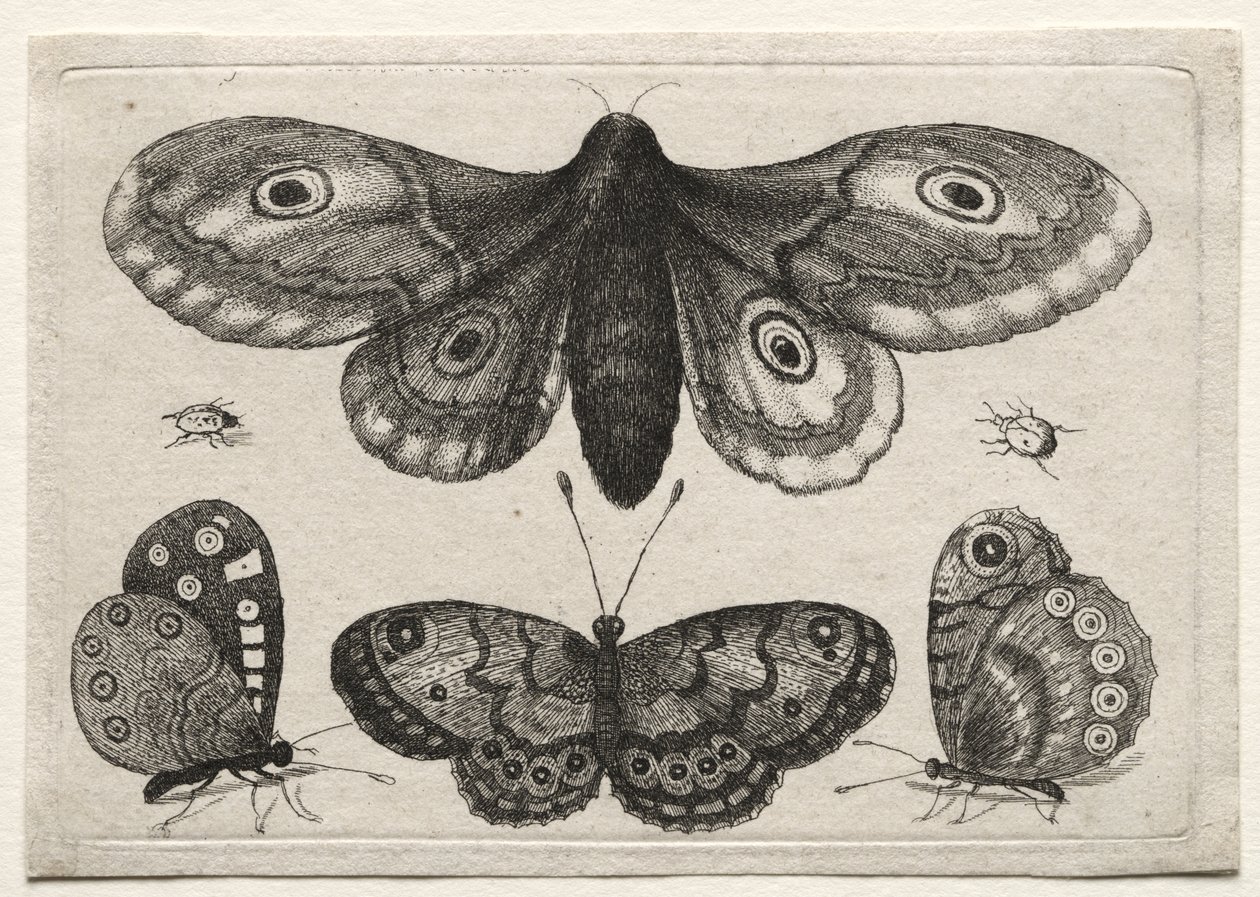Verschillende figuren en vormen van vliegen, kevers en wormen: een mot, drie vlinders en twee kevers door Wenceslaus Hollar