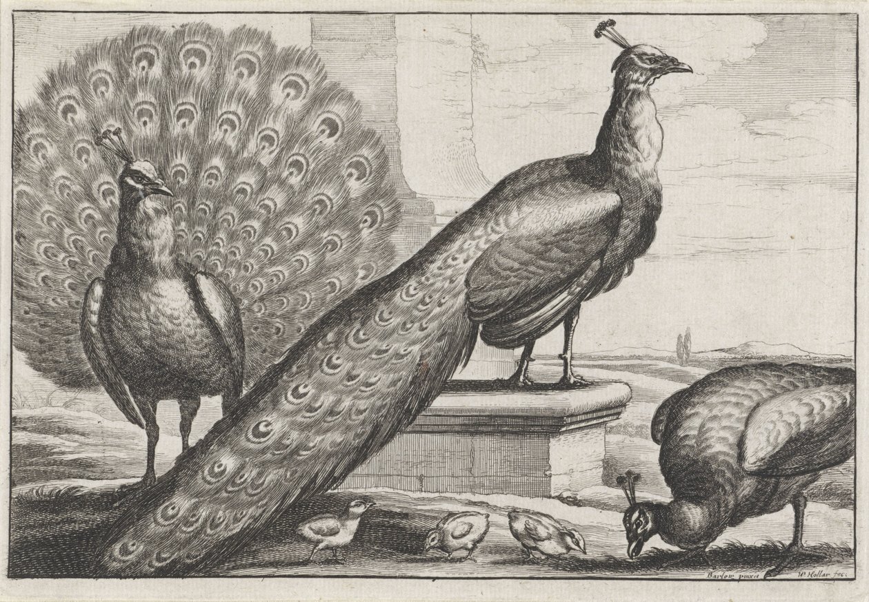 Pauwen door Wenceslaus Hollar