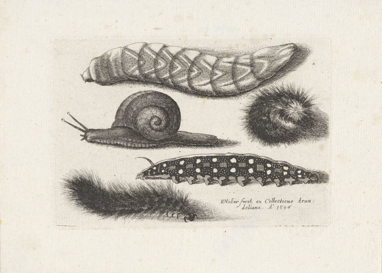 Rupsen en een slak door Wenceslaus Hollar