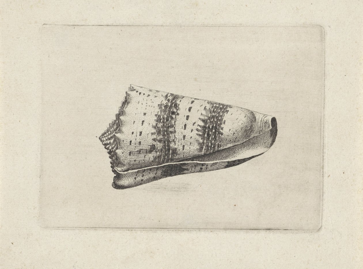 Schelp, conus imperialis Schelpen (series title) door Wenceslaus Hollar