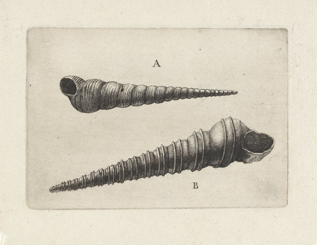 Schelpen, turritella terebra en turritella duplicata door Wenceslaus Hollar