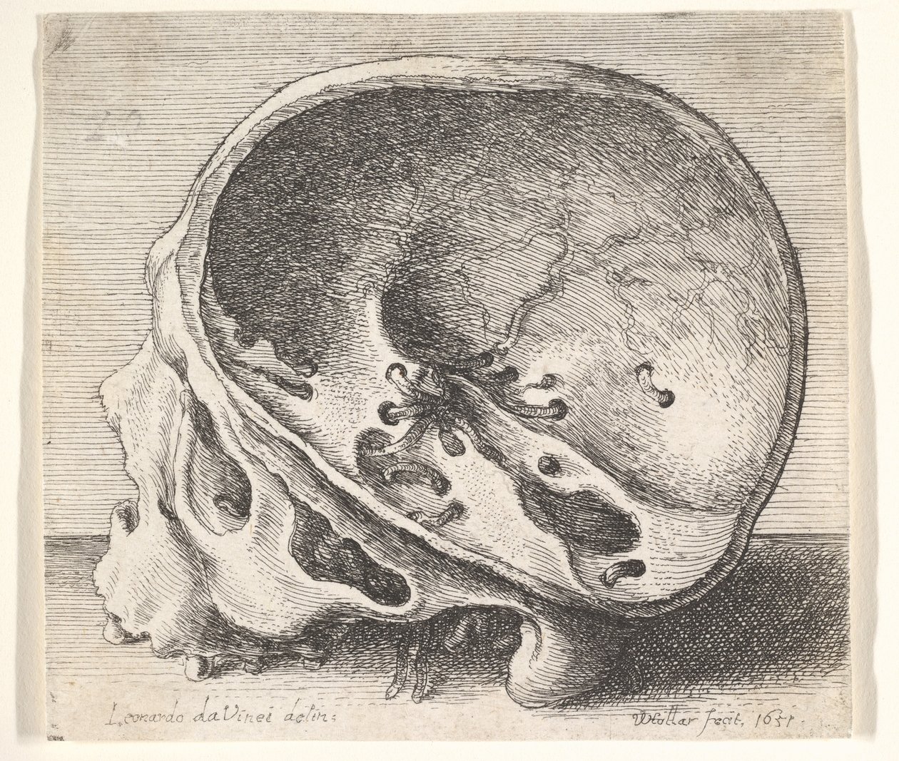 Gesecteerde schedel in profiel naar links met de linkerzijde van de schedel verwijderd, 1651 door Wenceslaus Hollar