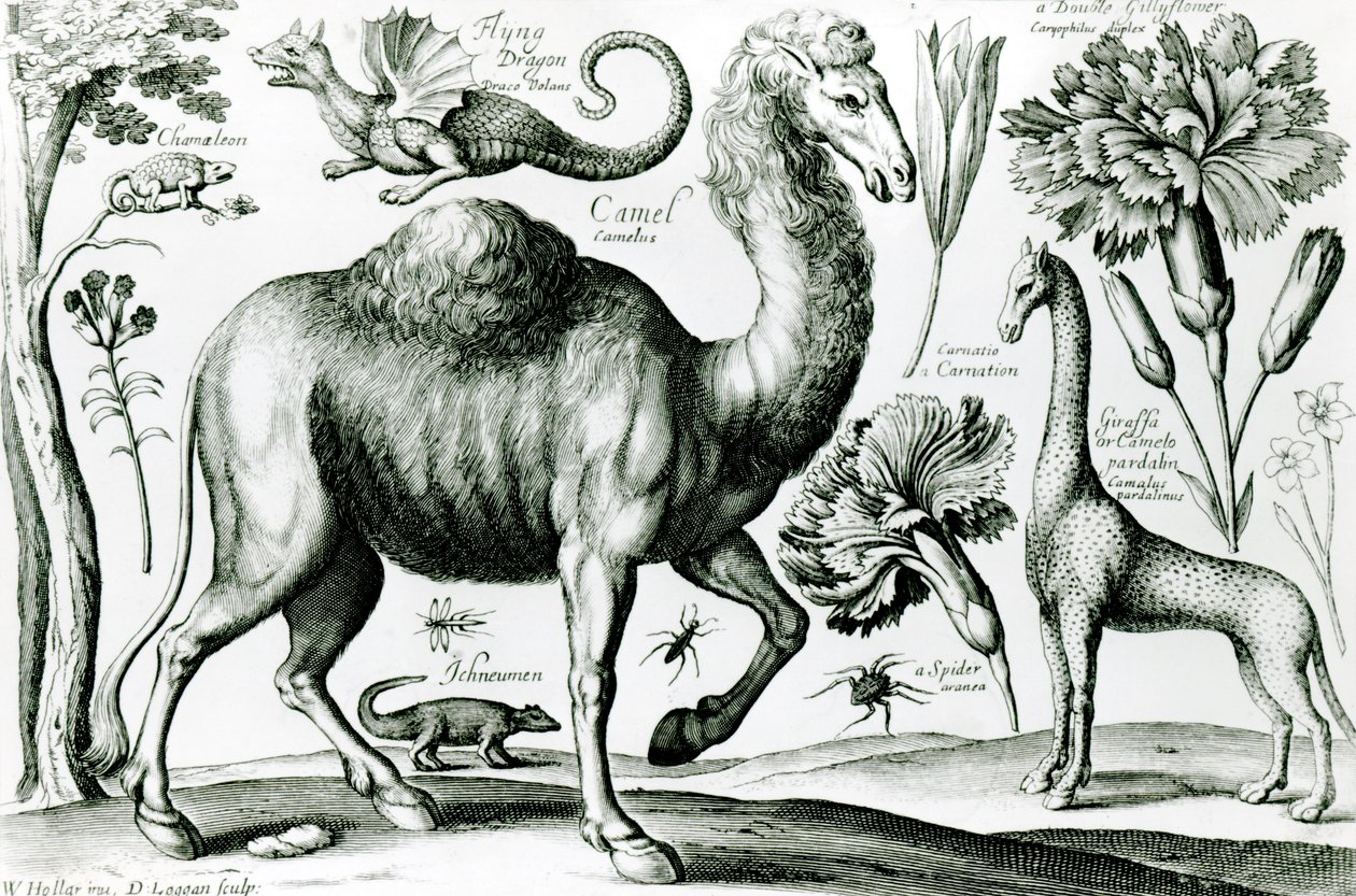 Studie van Dieren en Bloemen, gegraveerd door D. Loggan door Wenceslaus Hollar