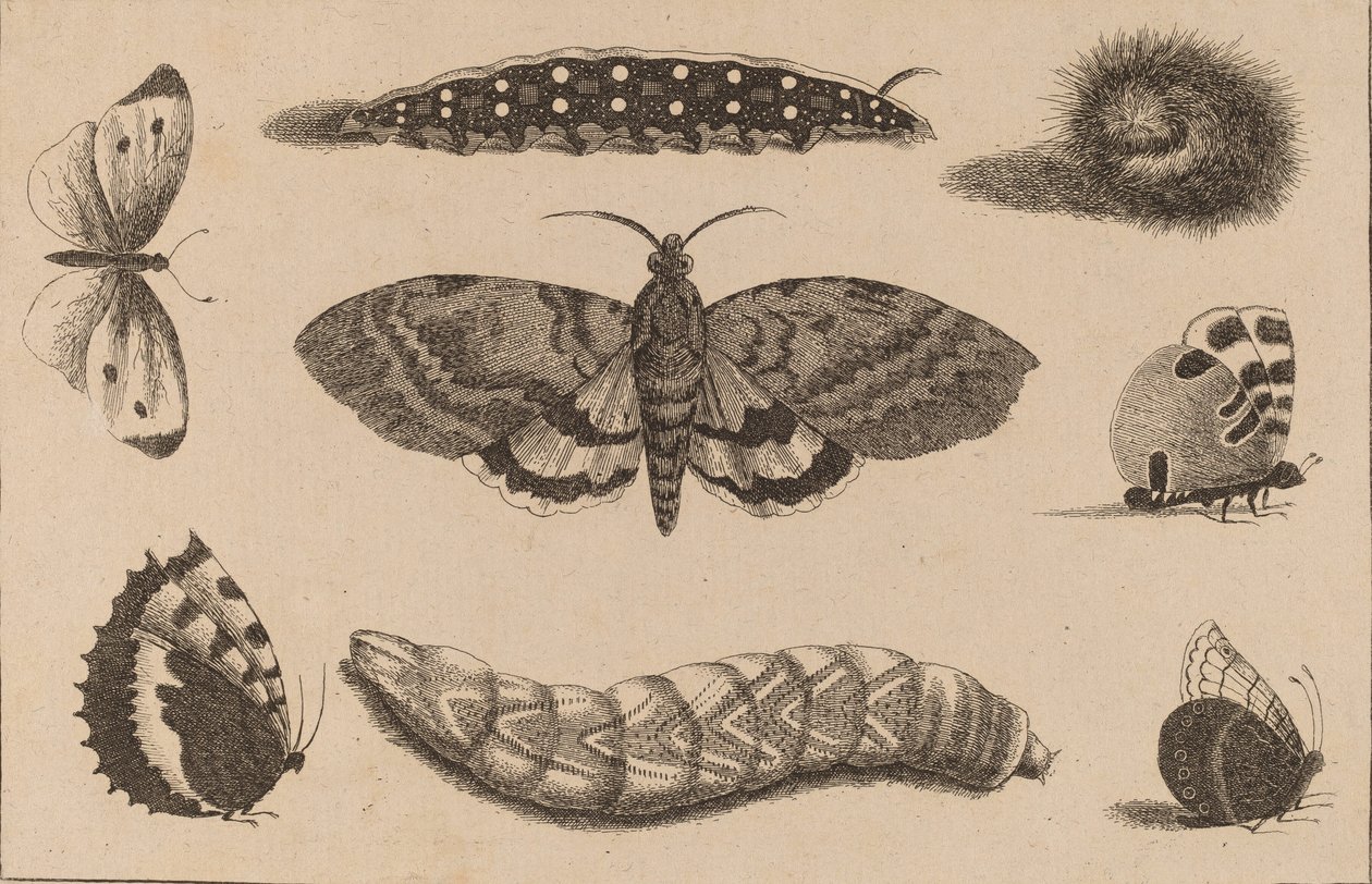 Drie rupsen, een mot en vier vlinders door Wenceslaus Hollar