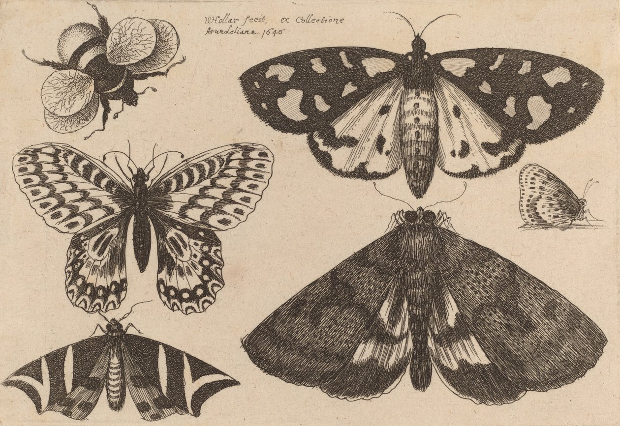 Drie motten, twee vlinders en een hommel, 1646 door Wenceslaus Hollar