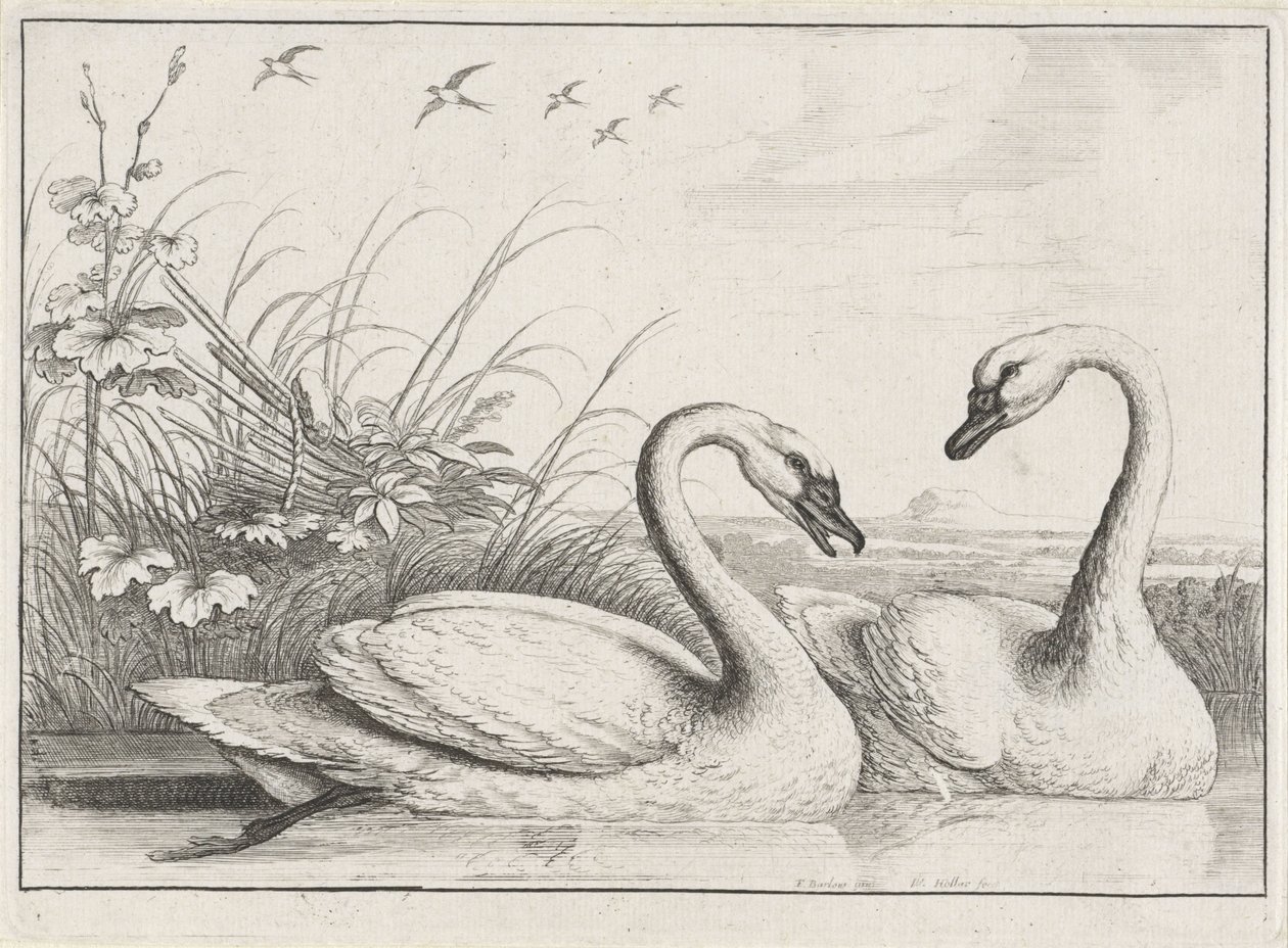Twee zwanen door Wenceslaus Hollar