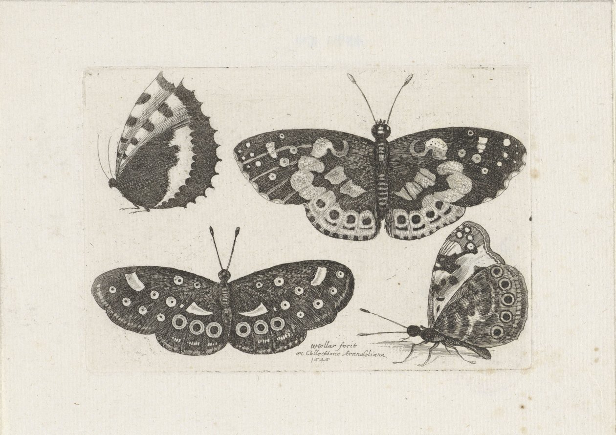 Vier vlinders door Wenceslaus Hollar