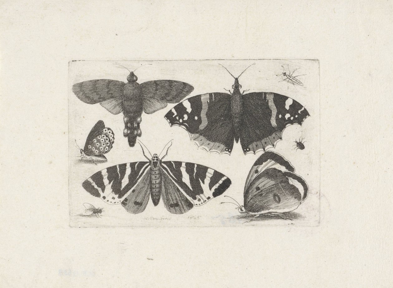 Vier vlinders, een mot, twee torren en een vlieg door Wenceslaus Hollar