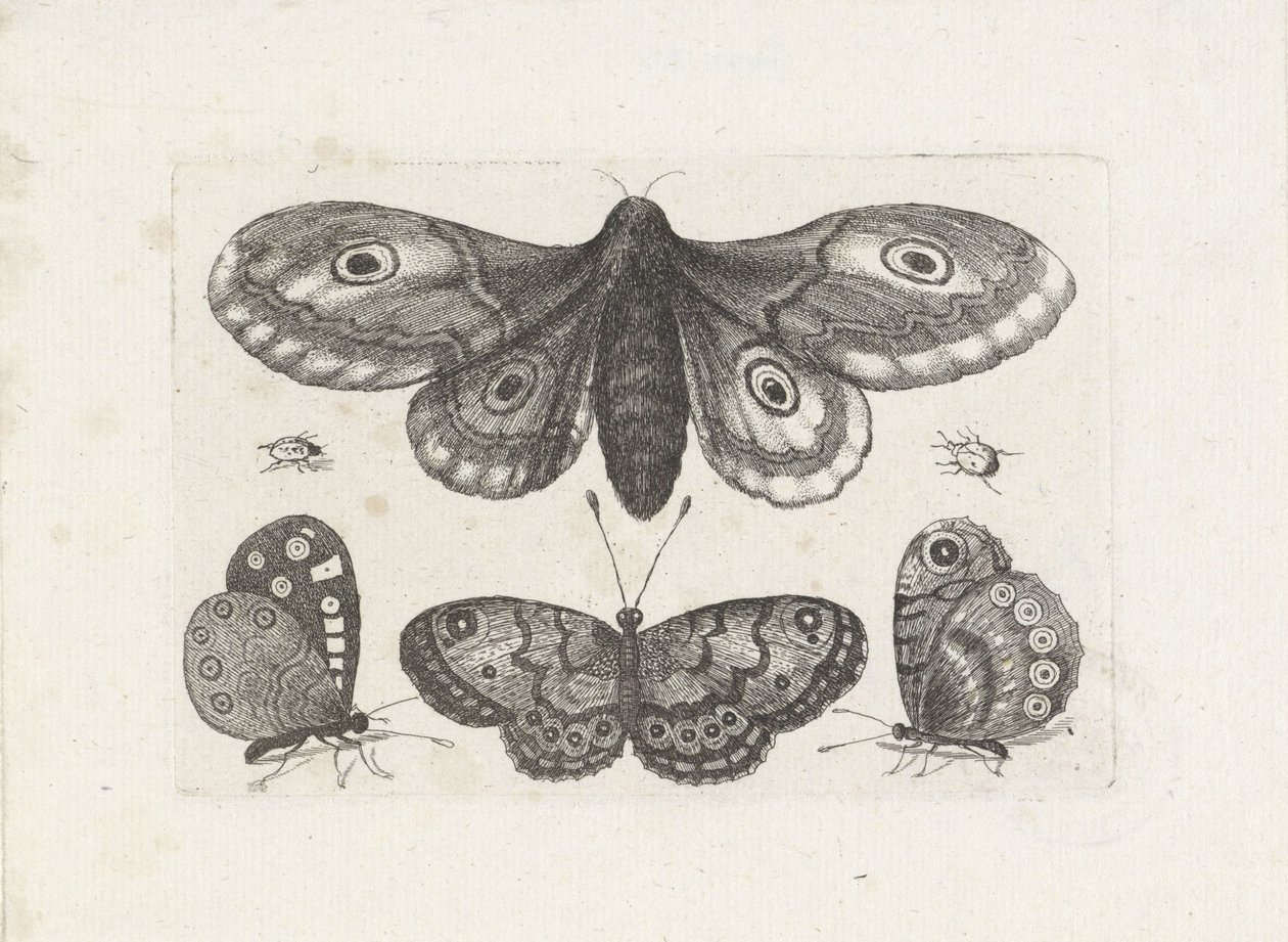 Vlinders, torren en een mot door Wenceslaus Hollar