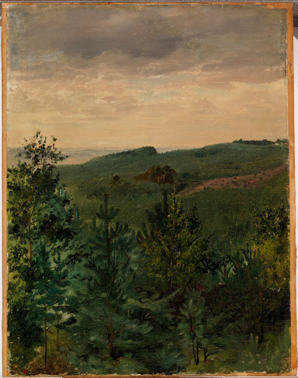Sparrenzaailingen in zandgrond, studie door Werner Holmberg