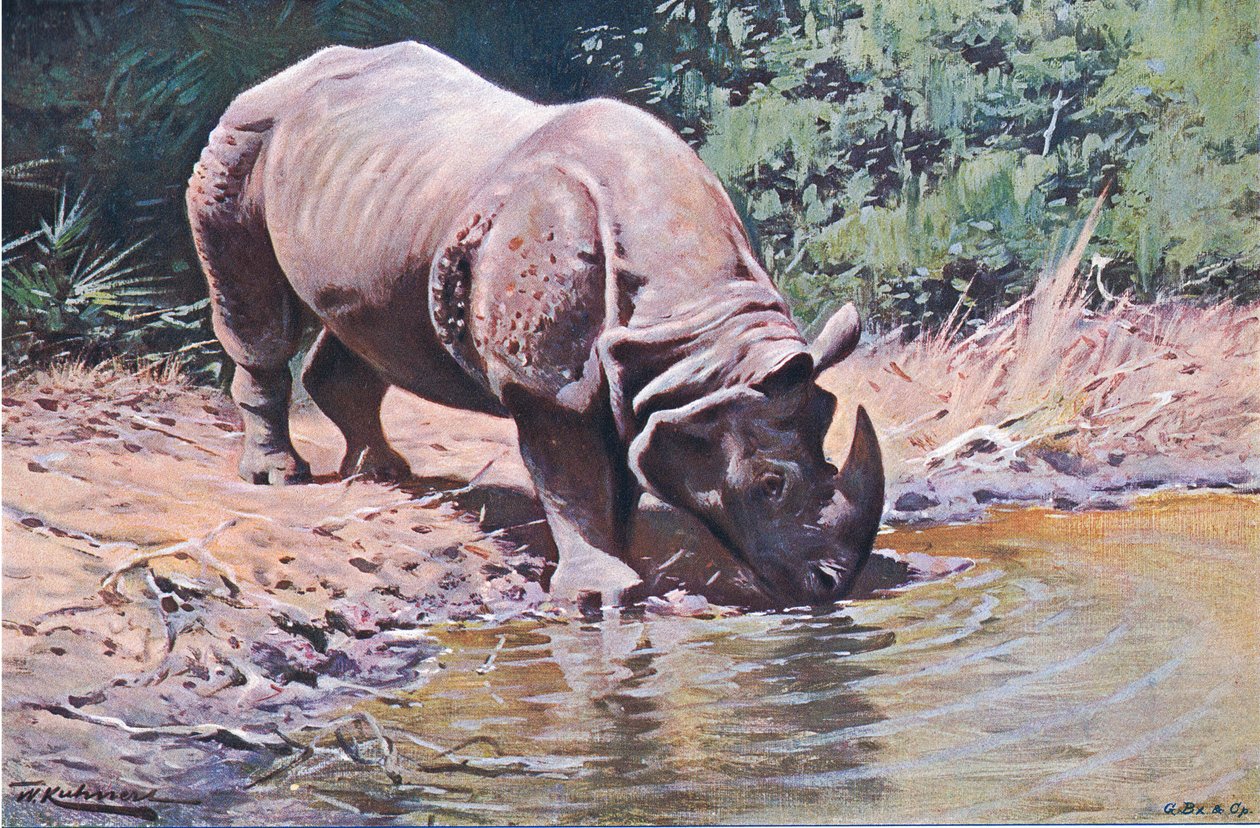Indische neushoorn, uit Wildlife of the World gepubliceerd door Frederick Warne & Co, ca. 1900 door Wilhelm Kuhnert