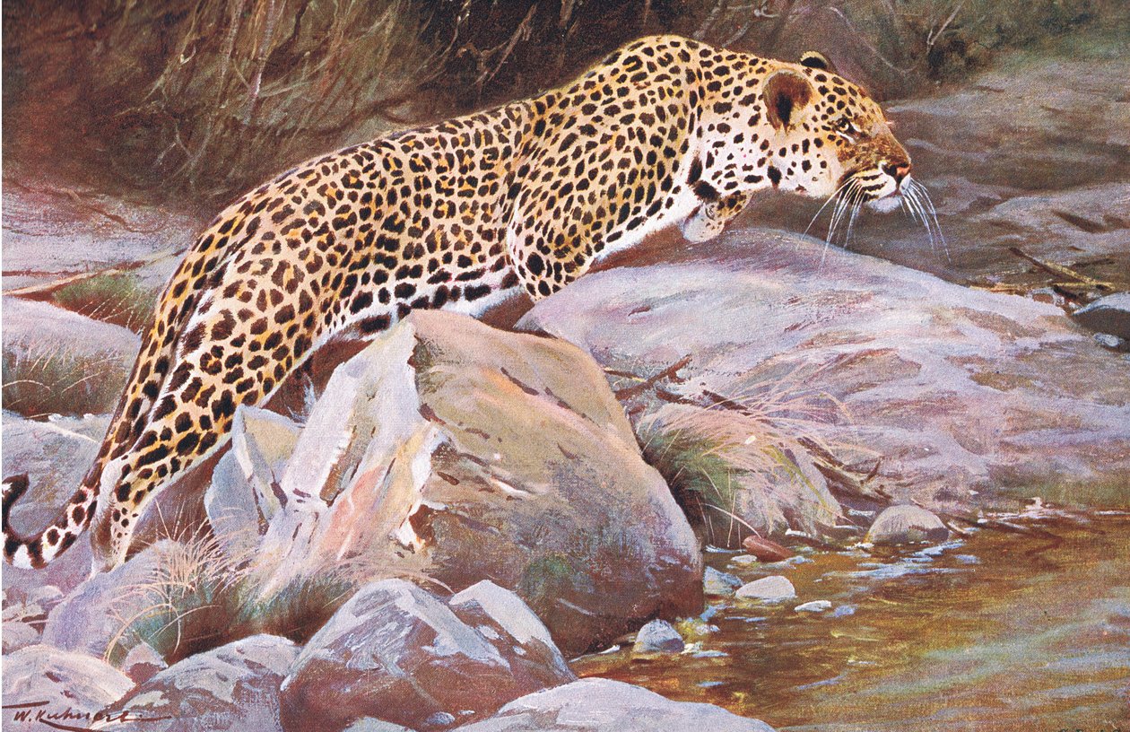Luipaard, uit Wildlife of the World uitgegeven door Frederick Warne & Co, ca. 1900 door Wilhelm Kuhnert