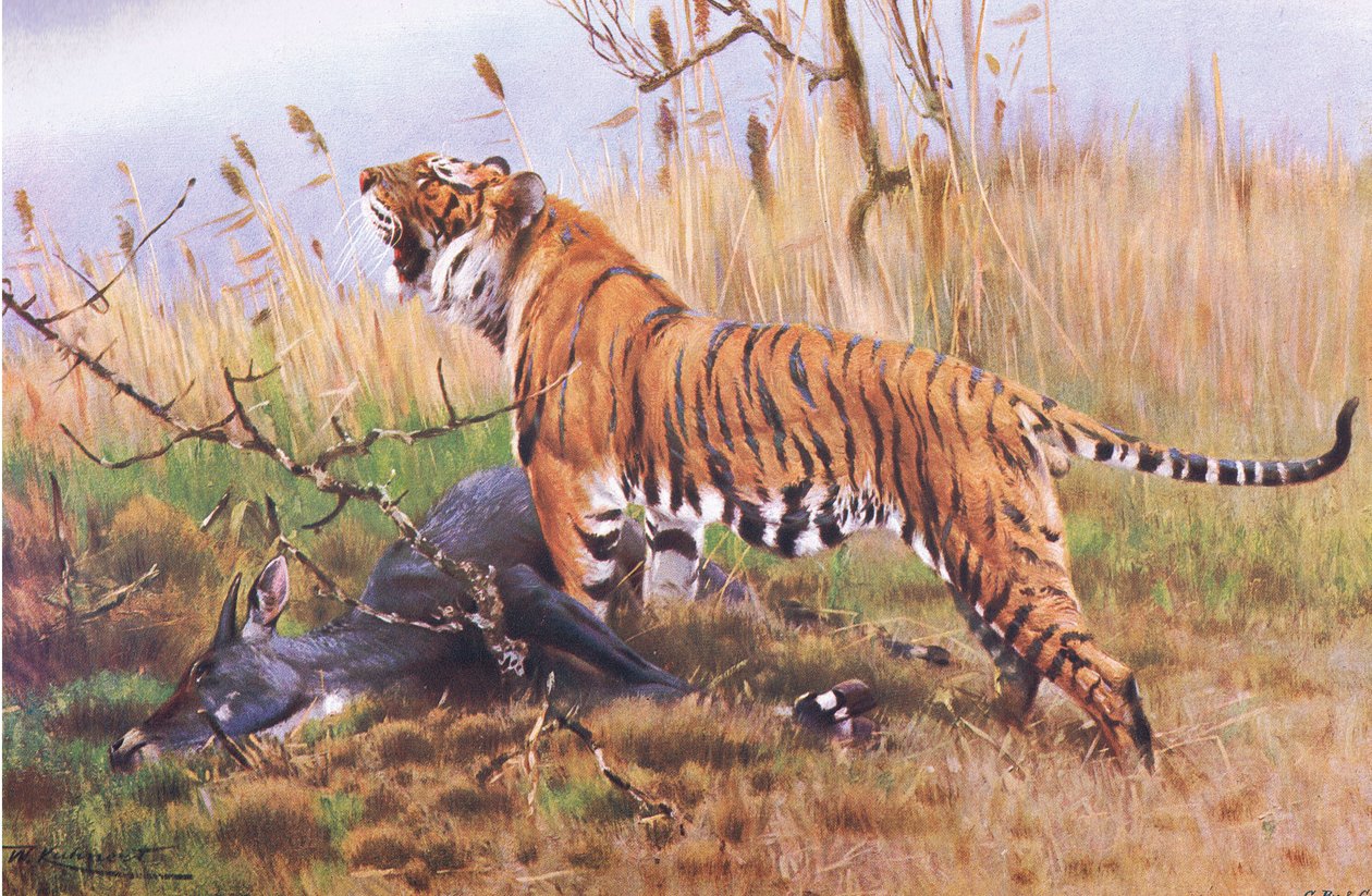 Tijger, uit Wildlife of the World gepubliceerd door Frederick Warne & Co, c.1900 door Wilhelm Kuhnert