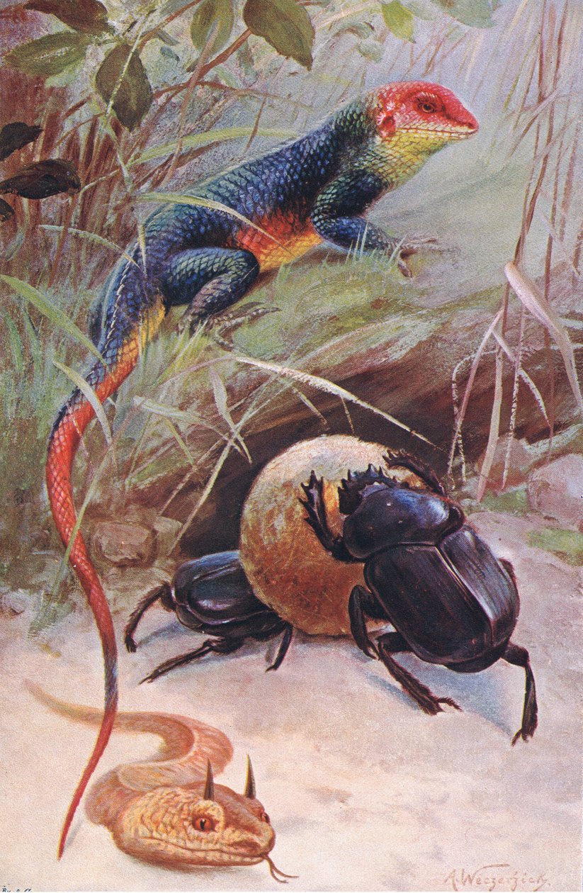 Agama, Gehoornde Adder en Heilige Kever, illustratie uit Wildlife of the World, ca. 1910 door Wilhelm Kuhnert