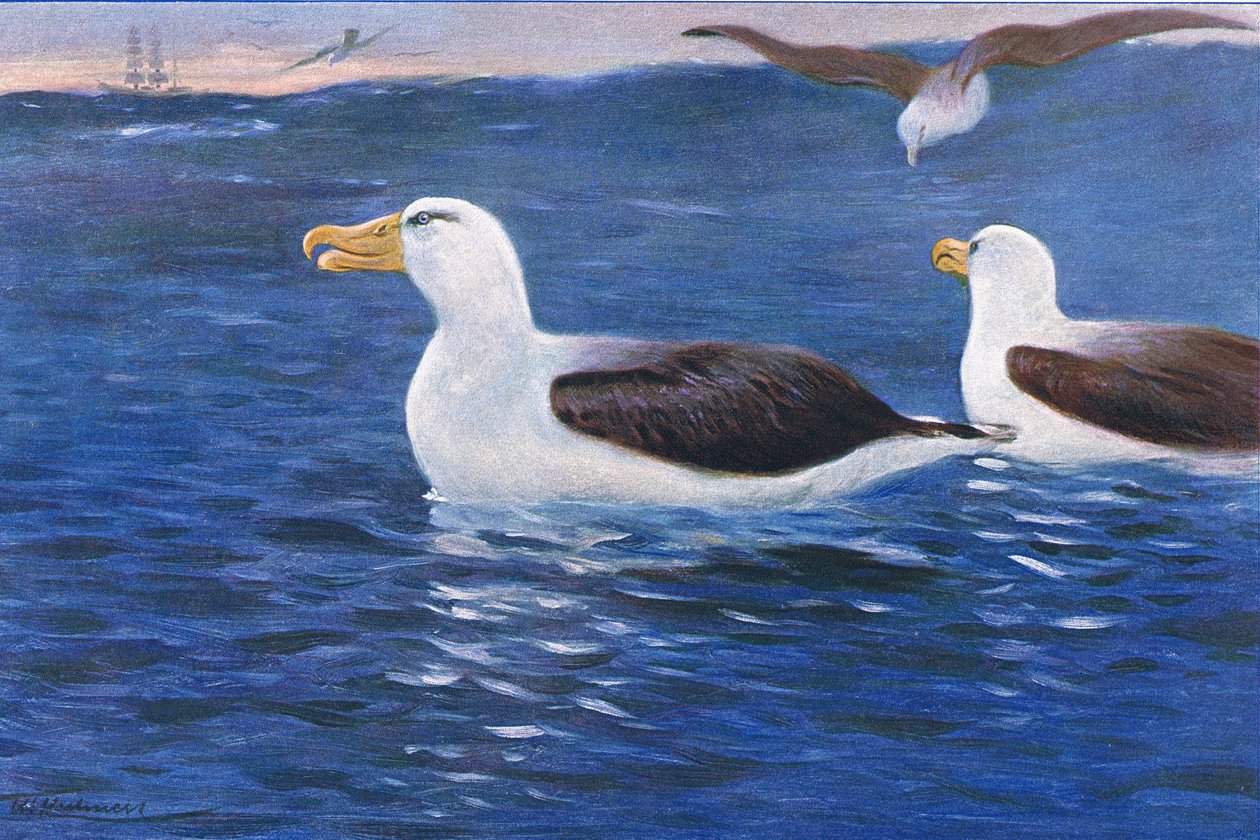 Albatros, illustratie uit Wildlife of the World, ca. 1910 door Wilhelm Kuhnert