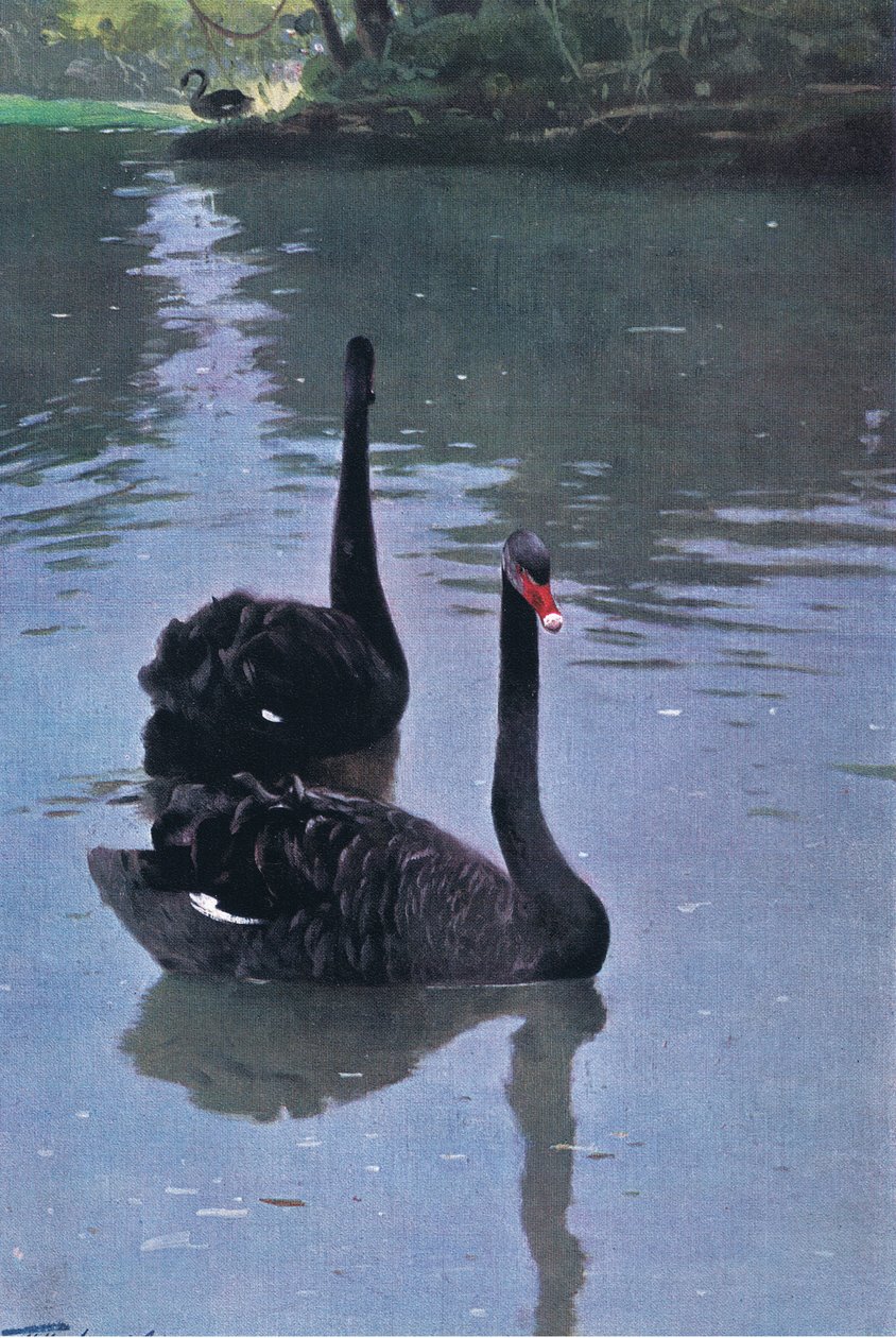 Zwarte Zwaan, illustratie uit Wildlife of the World, ca. 1910 door Wilhelm Kuhnert