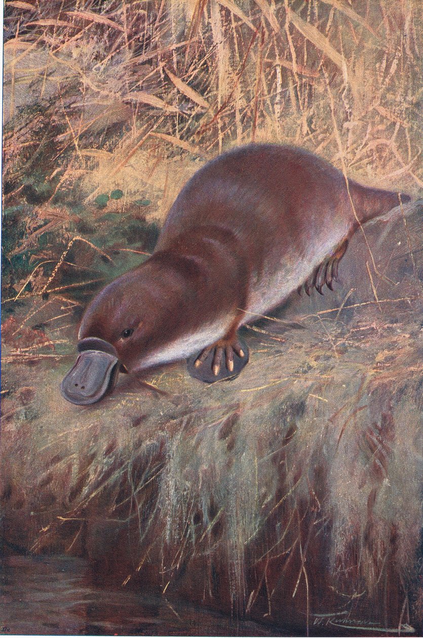 Snaveldier, illustratie uit Wildlife of the World, ca. 1910 door Wilhelm Kuhnert