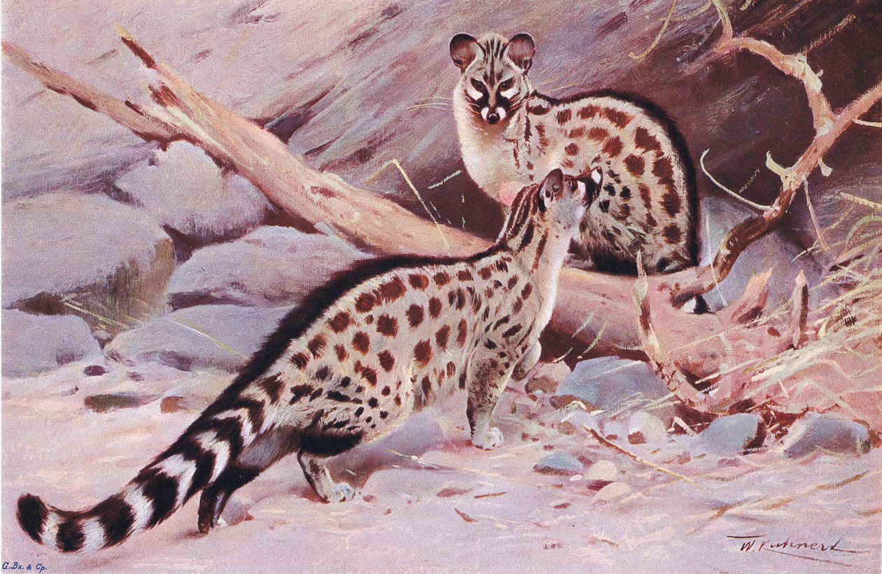 Dungola Genet, illustratie uit Wildlife of the World, ca. 1910 door Wilhelm Kuhnert