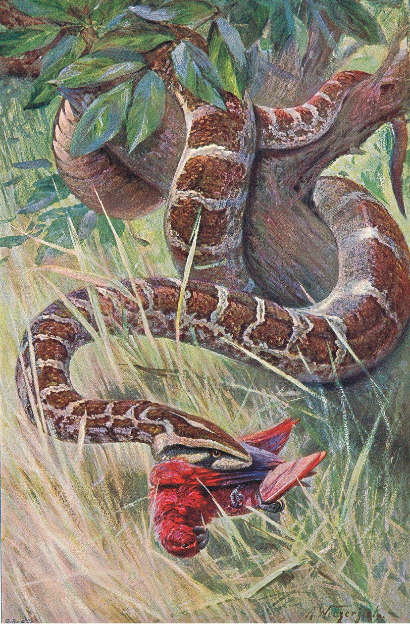 Indische python, uit Wildlife of the World gepubliceerd door Frederick Warne & Co, ca. 1900 door Wilhelm Kuhnert