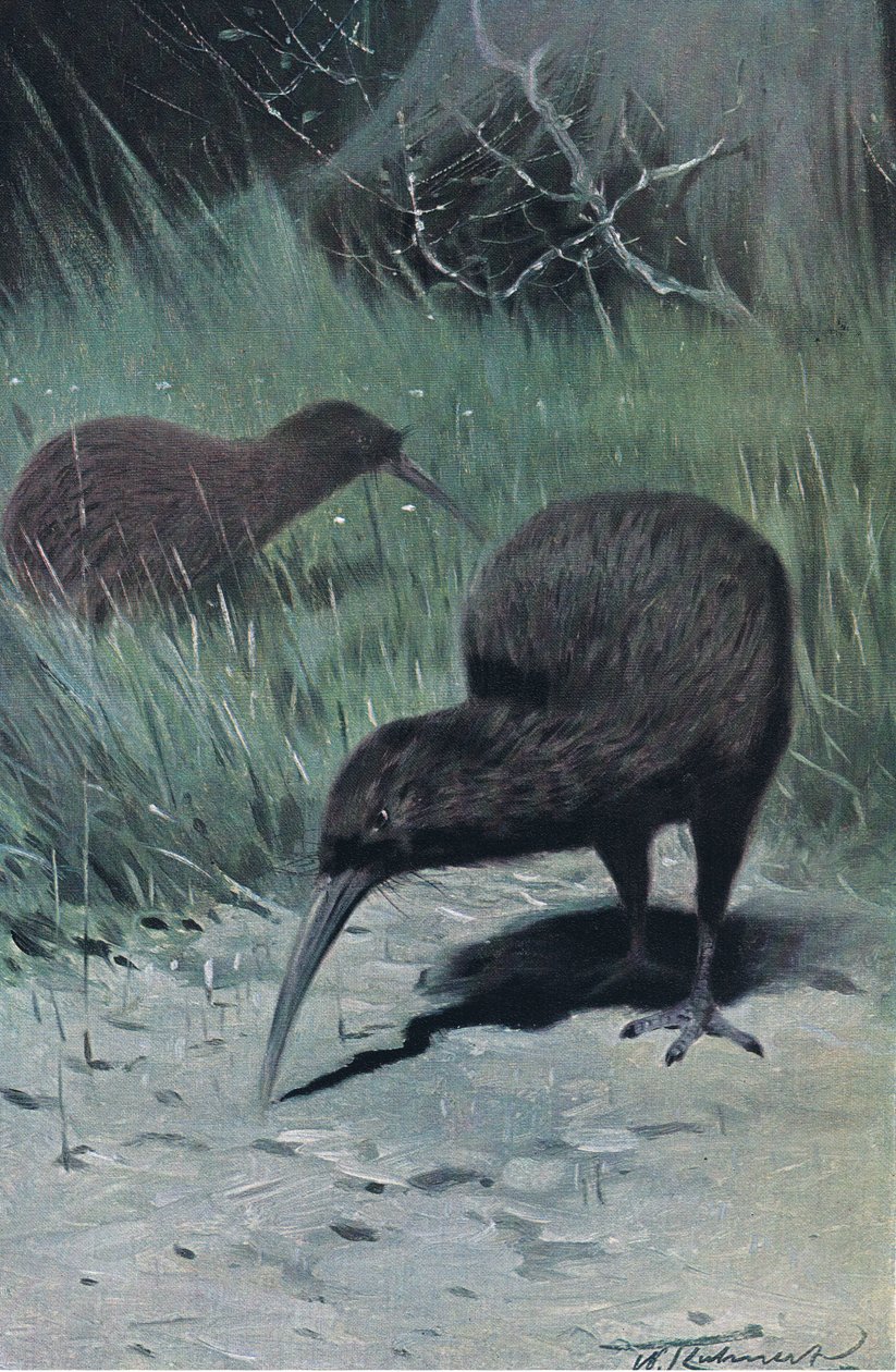 Kiwi, illustratie uit Wildlife of the World, ca. 1910 door Wilhelm Kuhnert