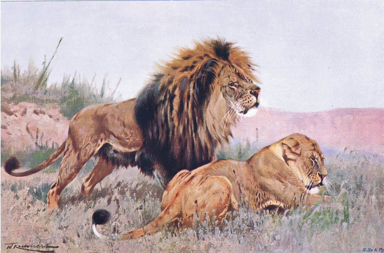 Leeuw en Leeuwin, illustratie uit Wildlife of the World, ca. 1910 door Wilhelm Kuhnert