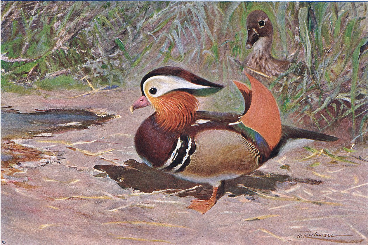 Mandarijneend, uit Wildlife of the World gepubliceerd door Frederick Warne & Co, ca. 1900 door Wilhelm Kuhnert