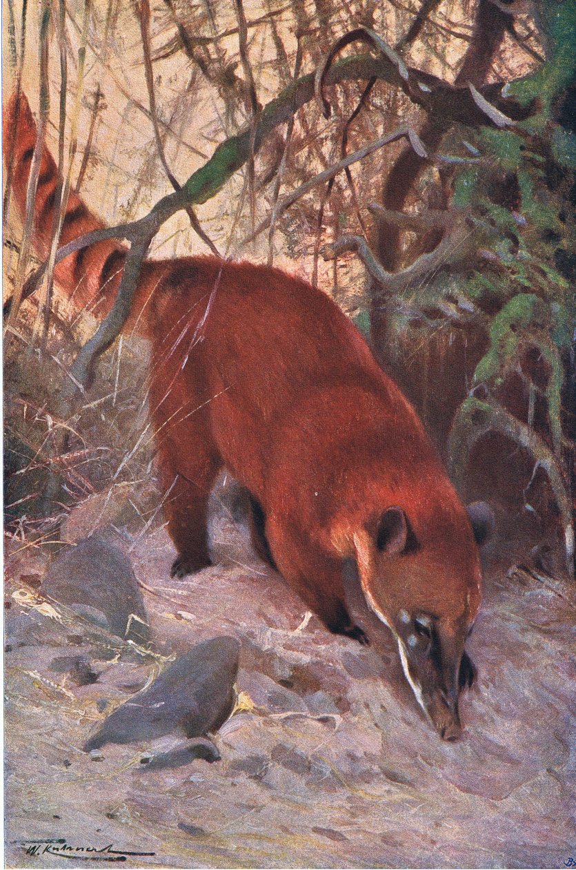Rode coati, uit Wildlife of the World uitgegeven door Frederick Warne & Co, ca.1900 door Wilhelm Kuhnert