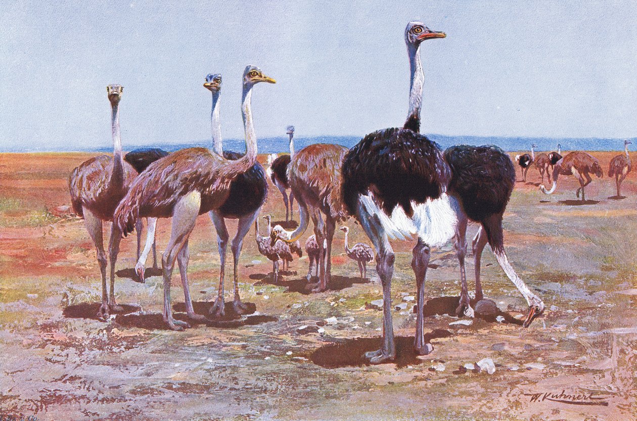 Somalische Struisvogel, illustratie uit Wildlife of the World, ca. 1910 door Wilhelm Kuhnert