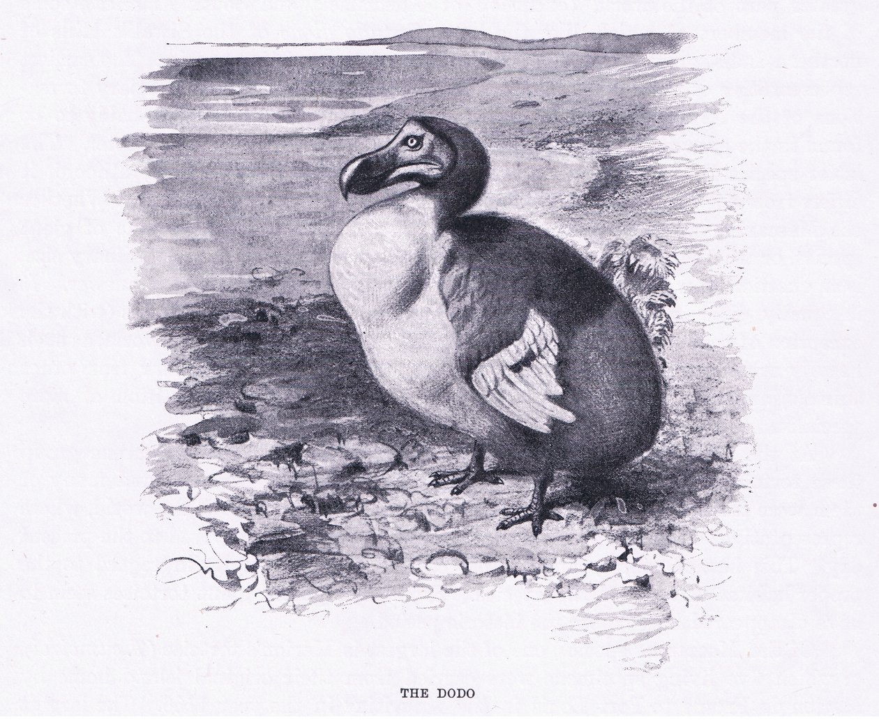 De Dodo, illustratie uit Wildlife of the World, ca. 1910 door Wilhelm Kuhnert