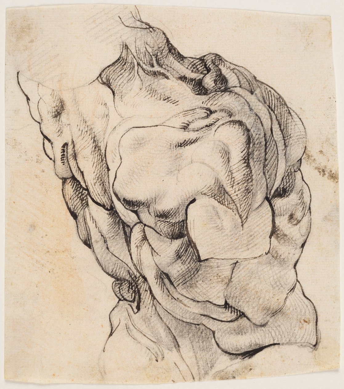 Anatomische Studie (écorché). Torso van een gevilde man gezien van de achterkant half gedraaid naar rechts door Willem Panneels