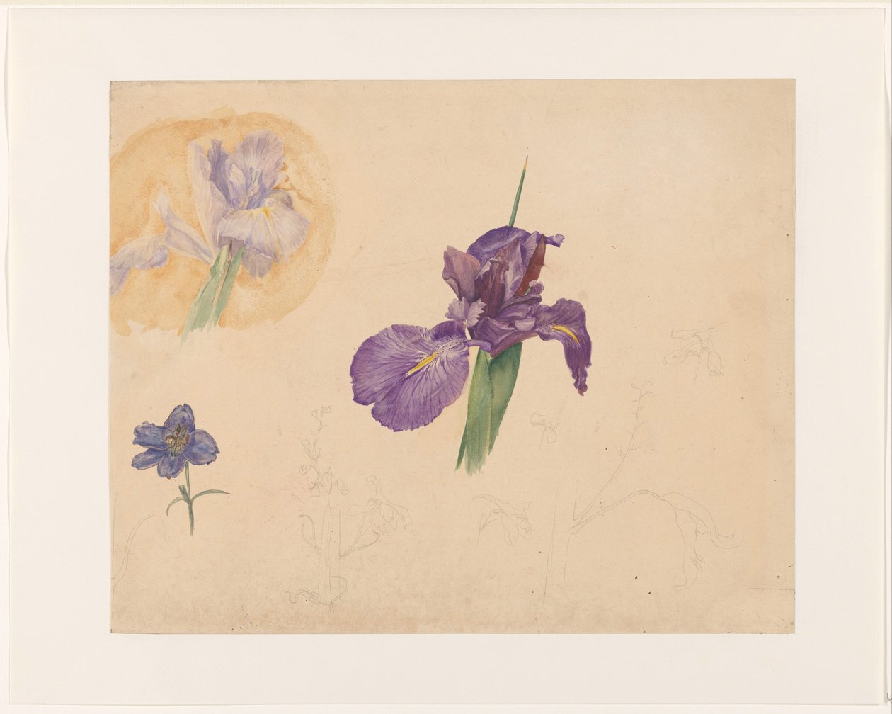 Studies van een iris en ridderspoor door Willem van Konijnenburg