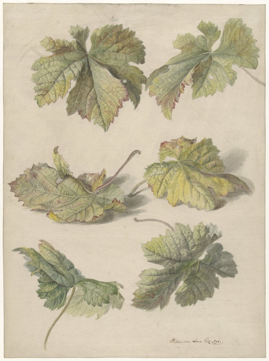 Studies van wingerdbladen door Willem van Leen