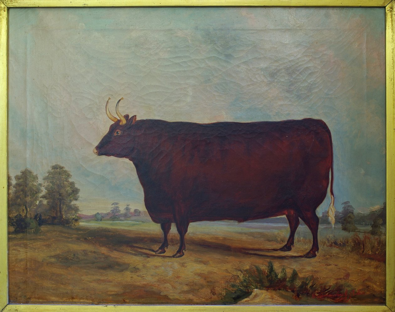 Een Noord-Devon os in een landschap door William Carmichael Baker