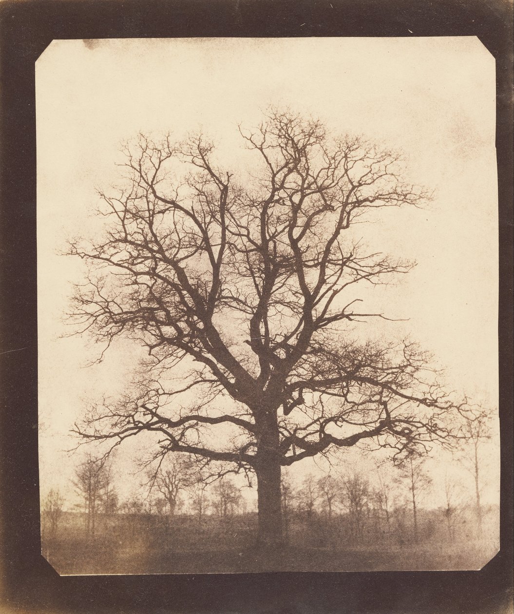 Een Eik in de Winter door William Henry Fox Talbot