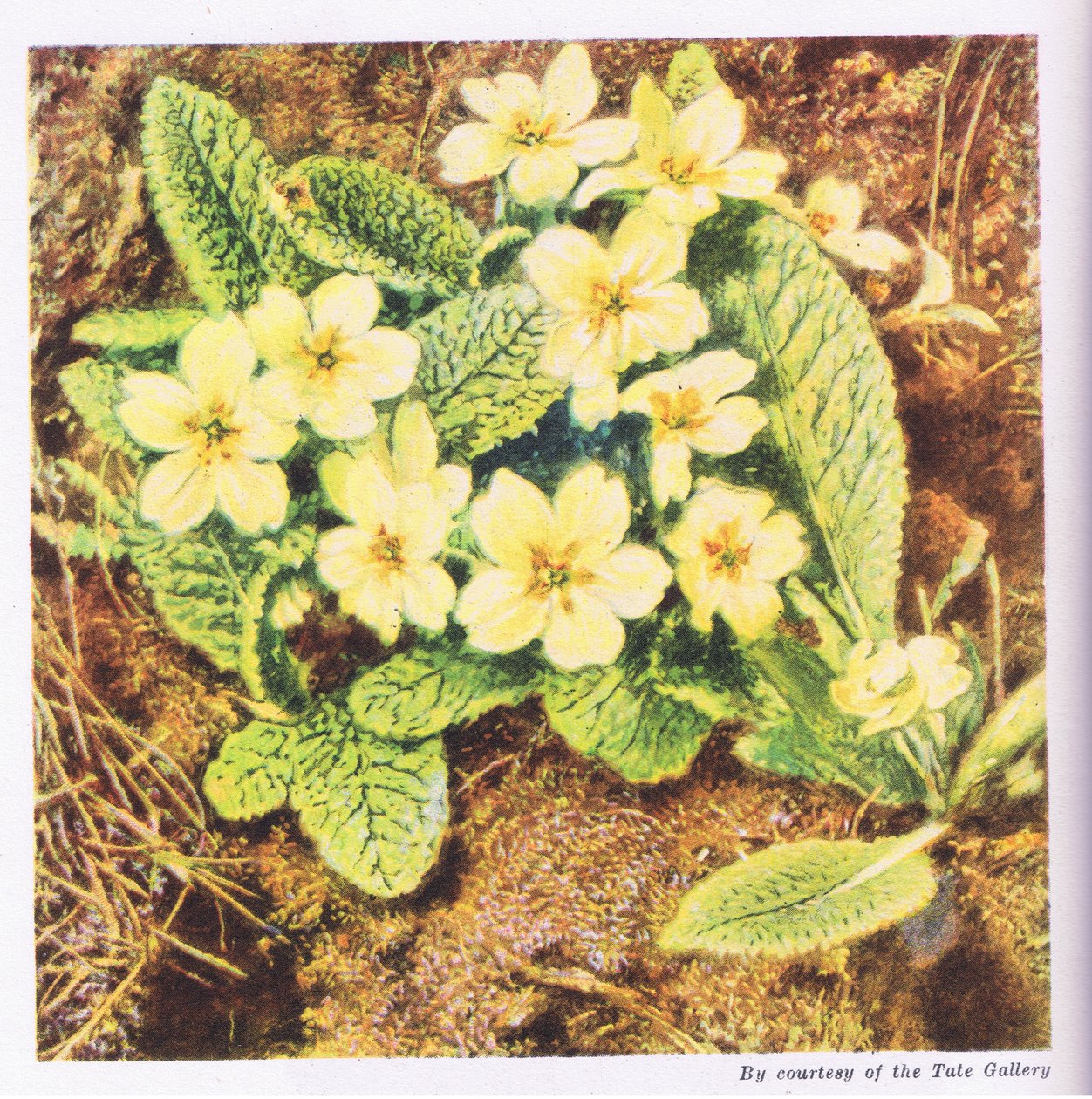 Primula