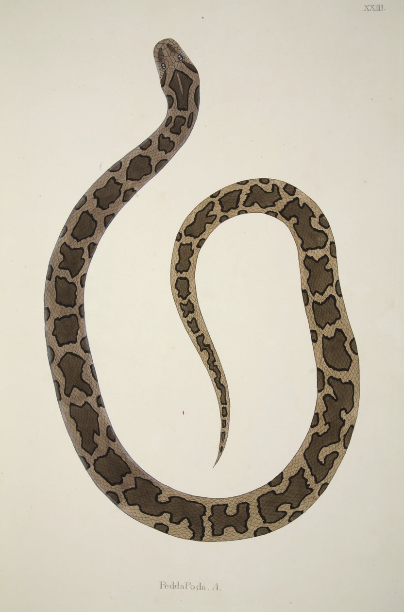 Pedda Poda. A., uit een Verslag van Indiase Slangen verzameld aan de Kust van Coromandel, pub. 1796 door William Skelton