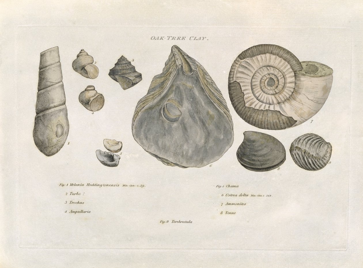 Eikenboom kleifossielen, illustratie uit 