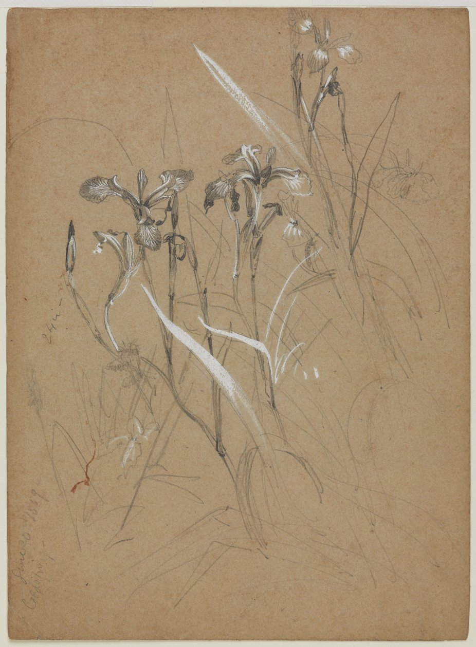 Plantenstudie, 30 juni 1859 door William Trost Richards