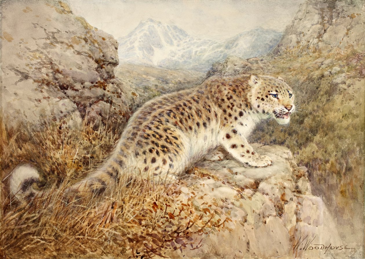 Sneeuwluipaard door William Woodhouse