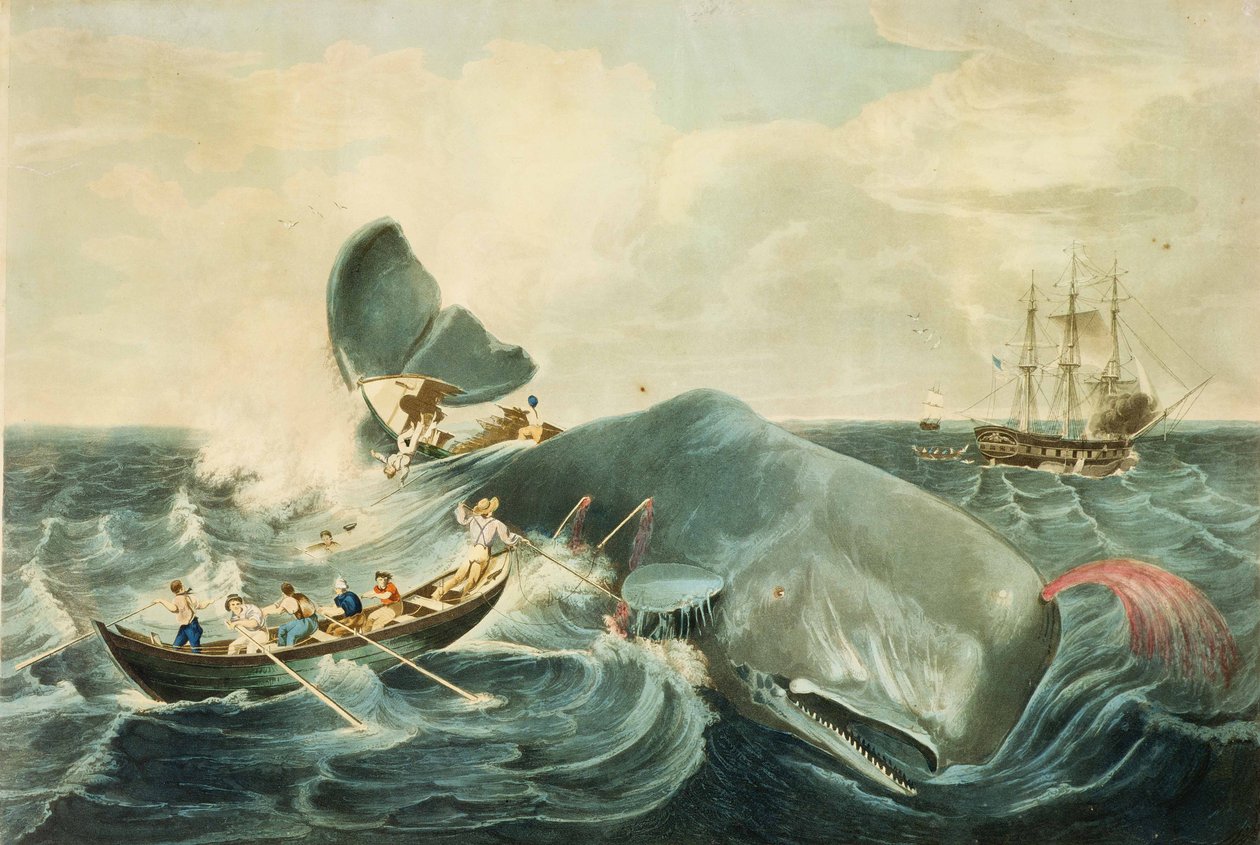 Het vangen van een potvis, gegraveerd door J. Hill, gepubliceerd 1835 (aquatint in kleur) door William (after) Page