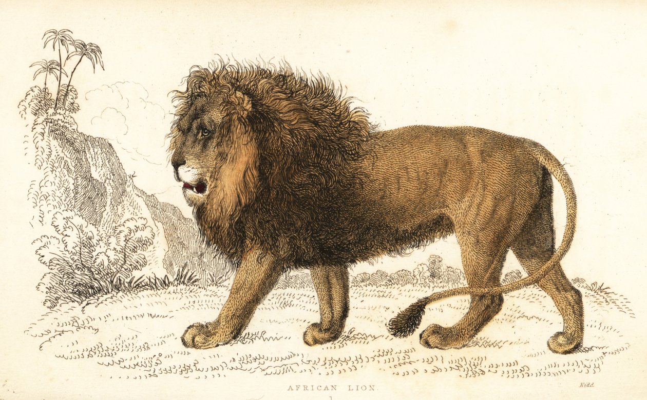 Afrikaanse leeuw, Panthera leo. Kwetsbaar door William Alexander Forbes