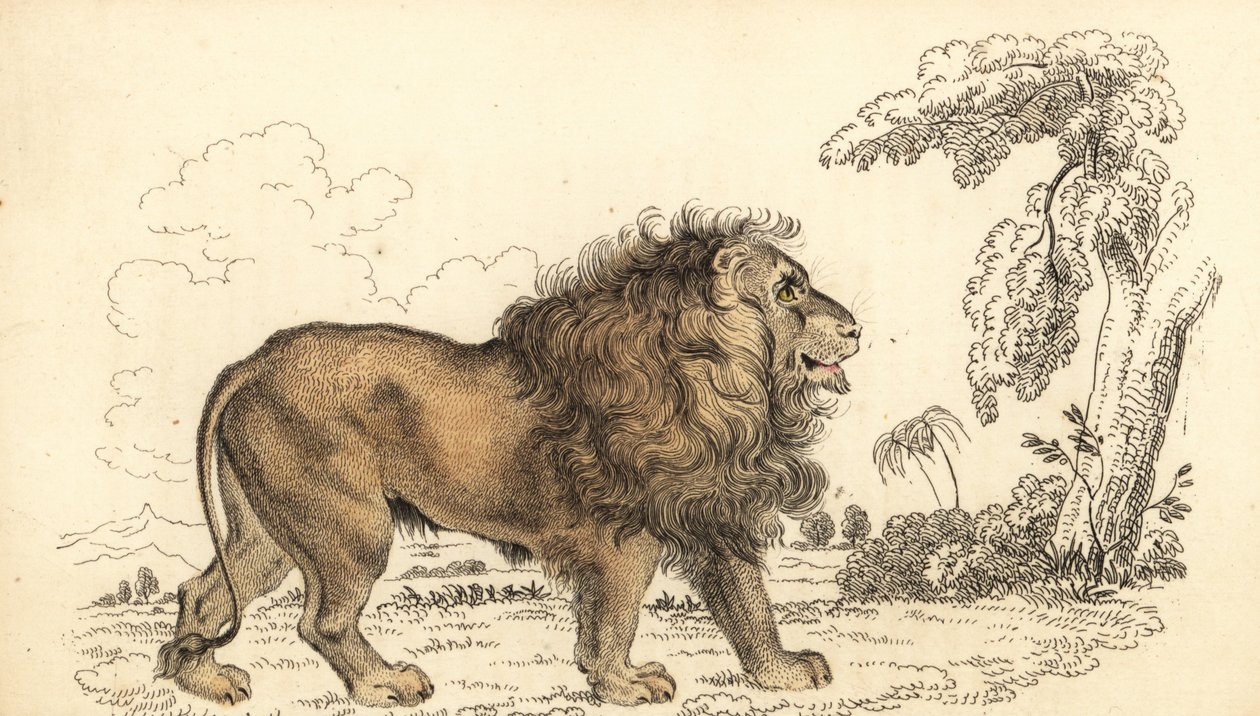 Aziatische leeuw, bedreigd, Panthera leo leo door William Alexander Forbes